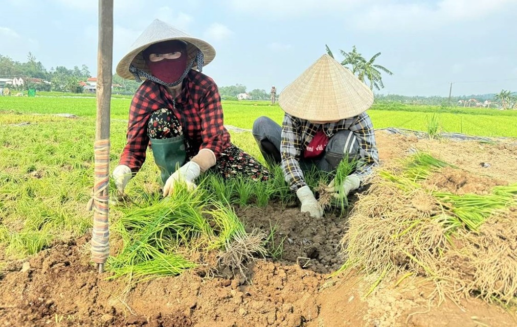 Trồng hẹ trên đất lúa, lợi nhuận tăng hàng chục lần